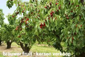 What are the farming practices at Brouwer Fruit - Kersen Verkoop